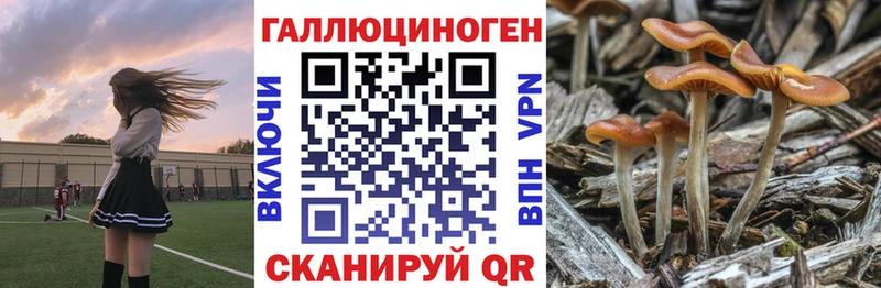 Псилоцибиновые грибы Psilocybe  Полярный 